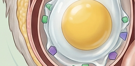 Illustration: amino acids and egg formation